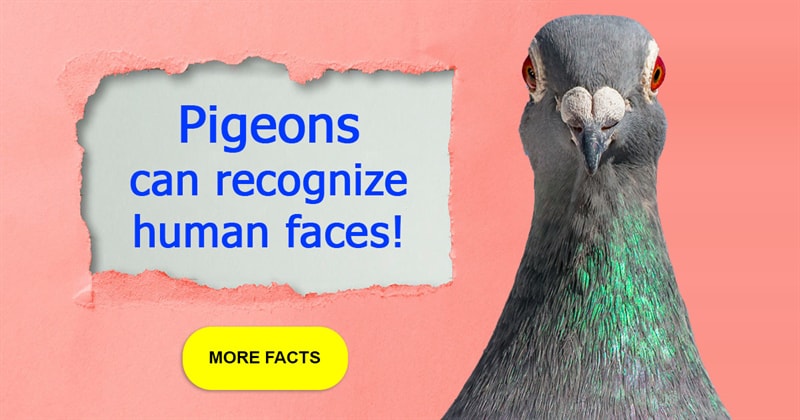 Nature Story: 5 cool facts about pigeons