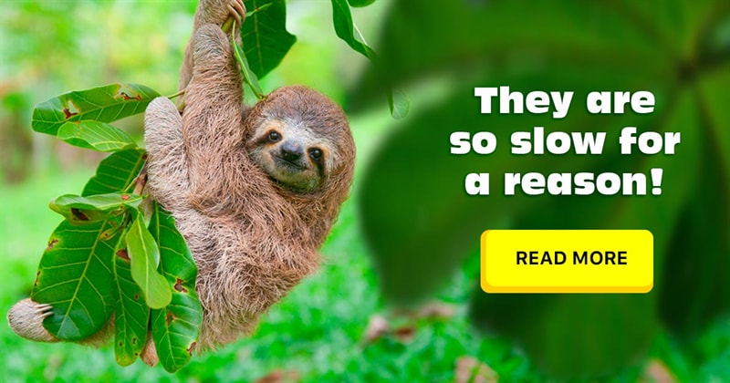 Nature Story: 5 odd and amazing facts about sloths