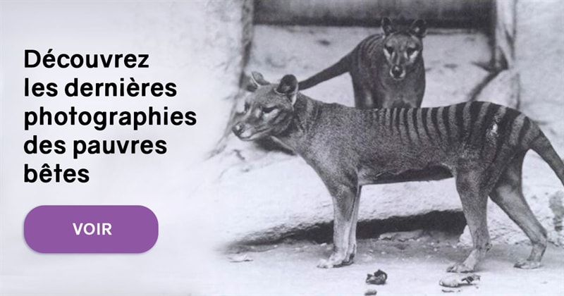 Nature Histoire: Les photographies les plus rares d’espèces animales disparues
