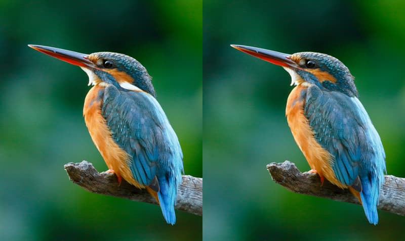 Science Story: #7 What is this kingfisher looking at?