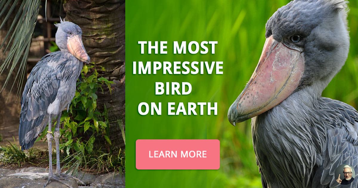 shoebill stork facts