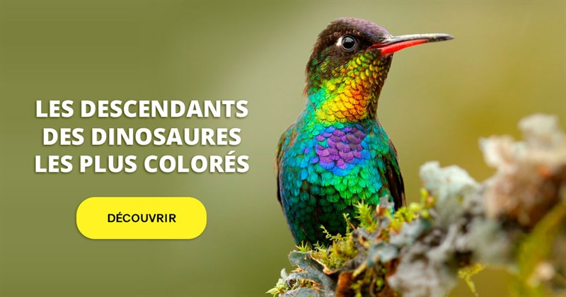 Nature Histoire: Découvrez les oiseaux les plus colorés