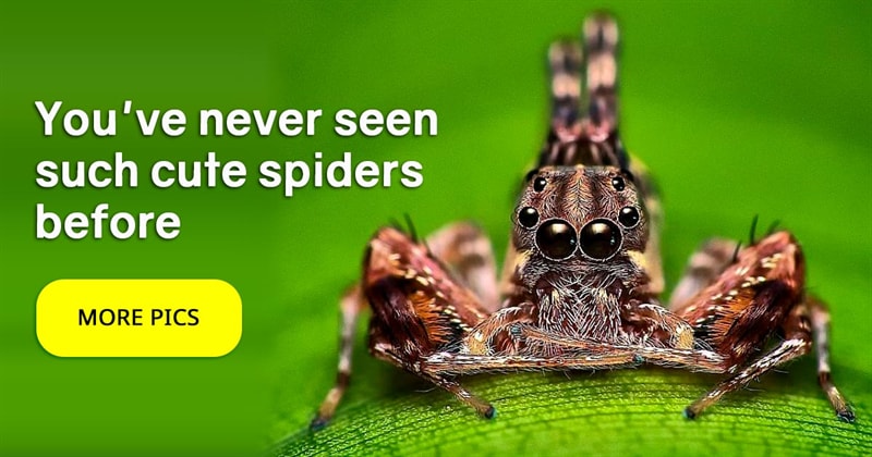 animals Story: Pictures of spiders that will make you love them