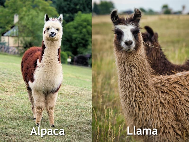 Nature Story: Alpaca vs llama difference