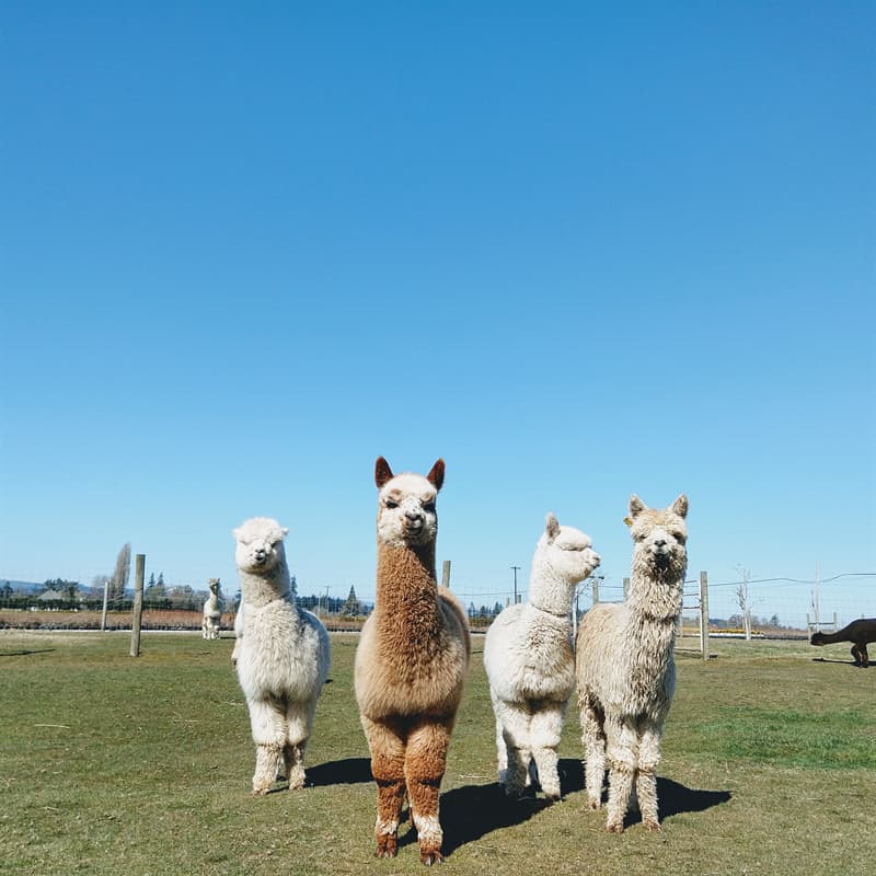 Nature Story: ​#10 Alpacas also live in groups and create some kind of a hierarchy to respect each other's personal space