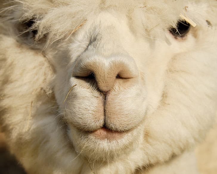 Nature Story: What year were llamas domesticated? When were alpacas domesticated?