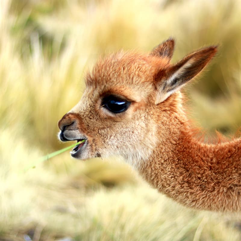 Nature Story: Baby llama