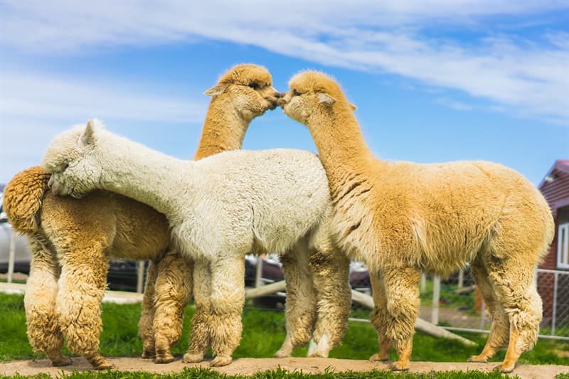 Nature Story: Llamas and alpacas biological family