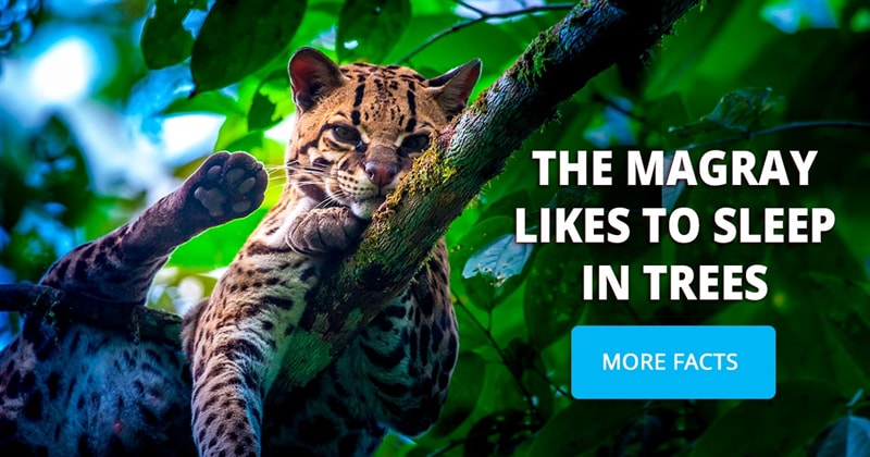 animals Story: These pictures of margays will melt your heart
