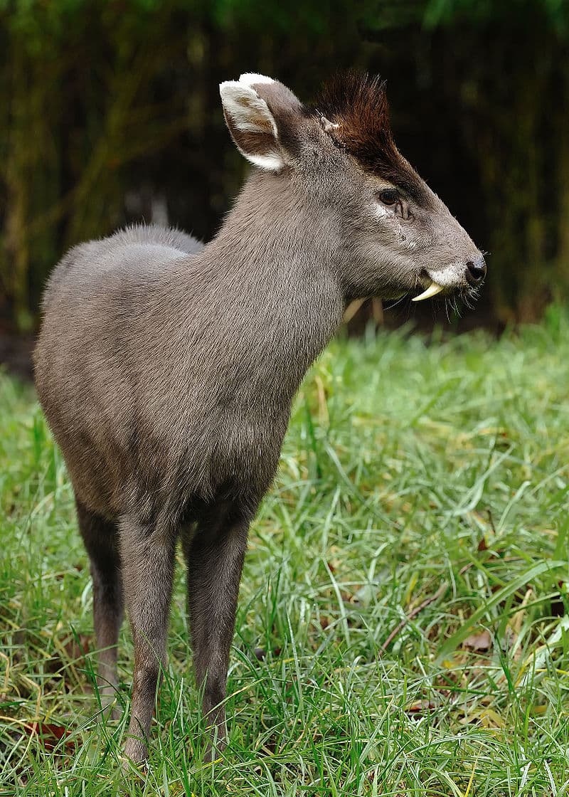 Nature Story: Tufted deer