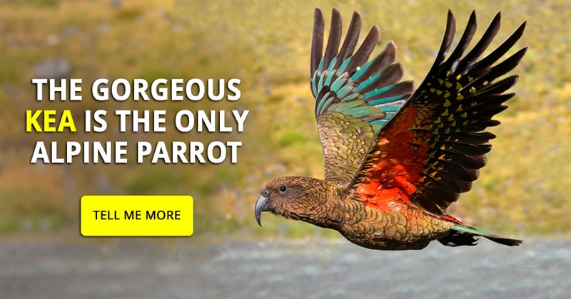 Nature Story: Gorgeous and  feisty - fantastic photos of the kea parrot
