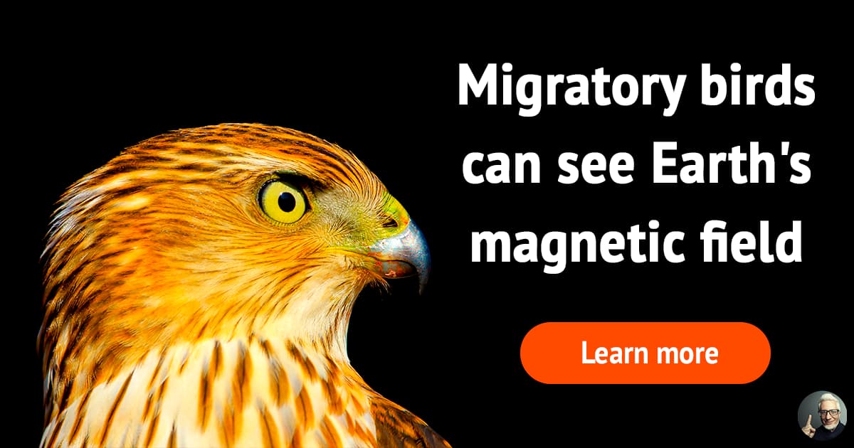 5 bizarre ways animals see the world 5 bizarre ways animals see the