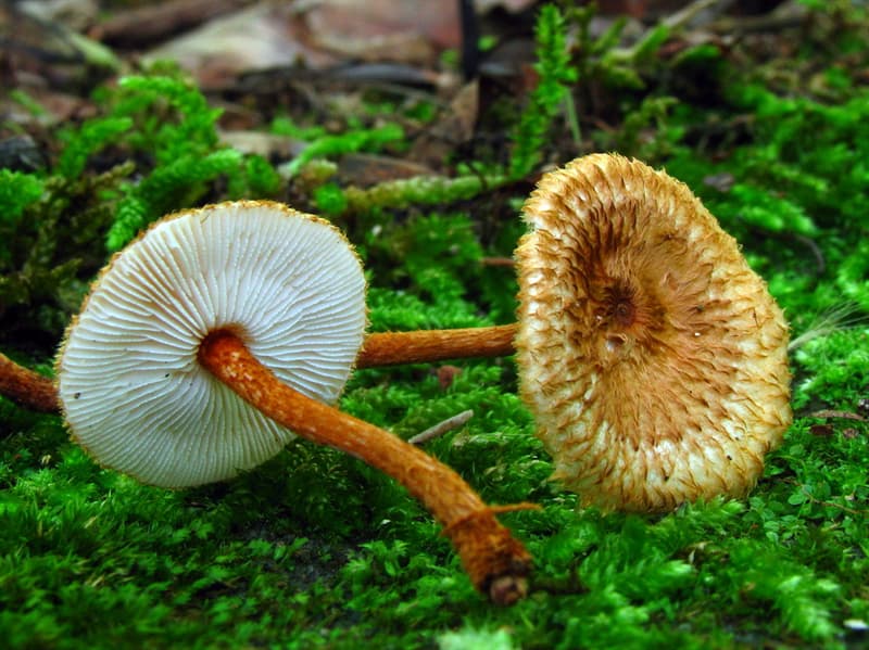 10 of the most bizarre and amusing fungus names 10 of the most