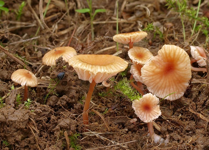 10 of the most bizarre and amusing fungus names 10 of the most