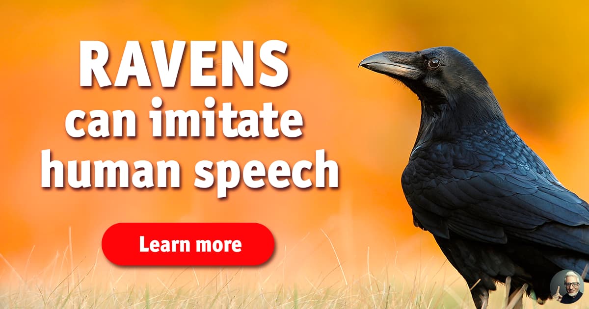 5 Fascinating Facts About Ravens - Farmers' Almanac - Plan Your