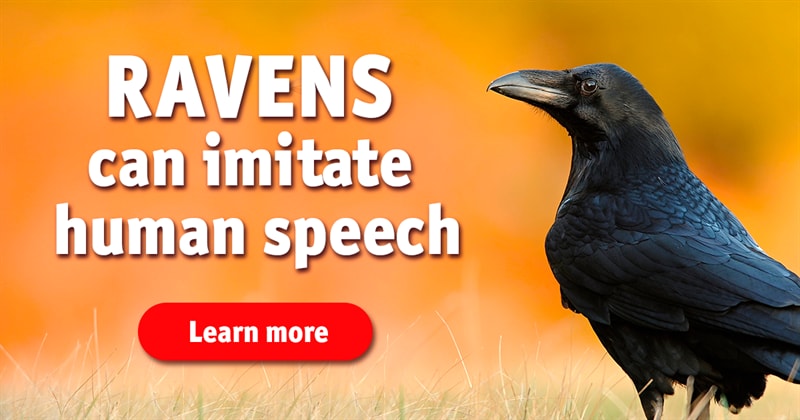Nature Story: 5 facts about ravens