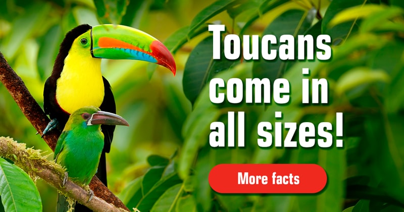 Nature Story: Fascinating facts about toucans (with stunning pictures)
