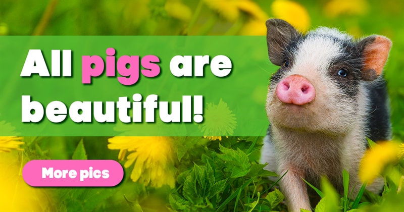 Nature Story: Pigs are incredibly charming animals – and these pictures prove it