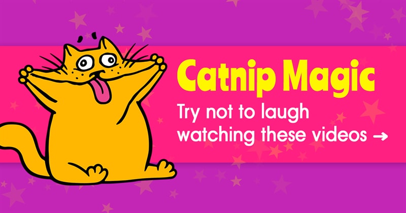 Nature Story: This is why cats LOVE catnip (video evidence included)