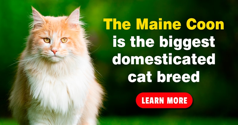 Nature Story: Maine Coon cats – majestic pictures and 5 fun facts