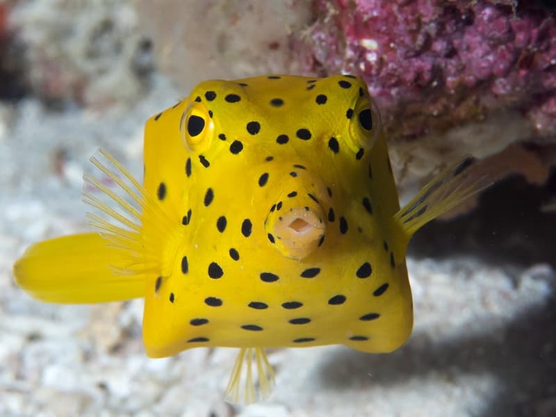 Top 10 Most Beautiful Fish Species In The World Quizzclub