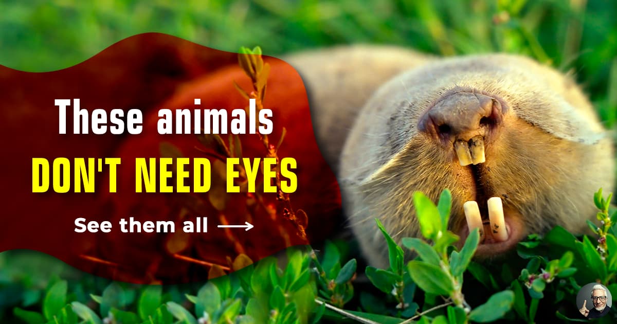 6 stunning animals without eyes | QuizzClub