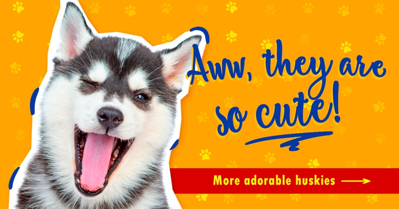 Nature Story: 7 cute huskies that you should definitely follow on Instagram