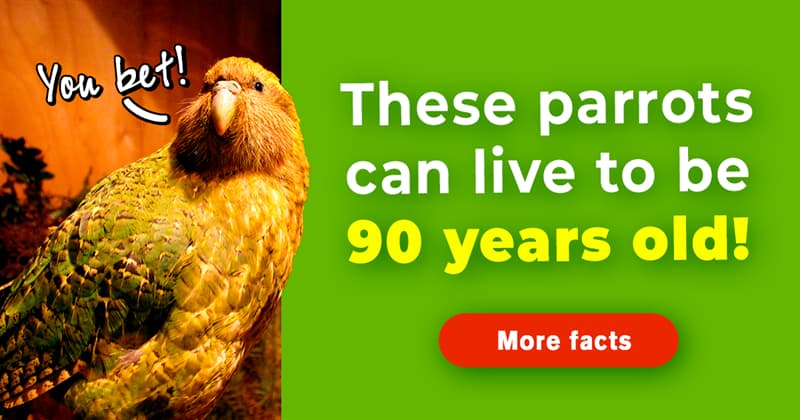 Nature Story: 10 untold facts about kakapo, the heaviest parrots on Earth