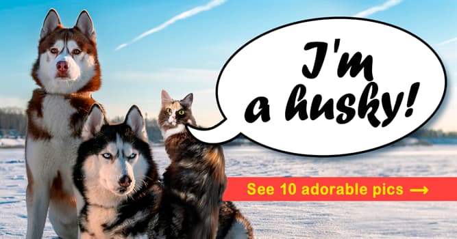 animals Story: Three huskies and a cat – the story of the cutest pack ever