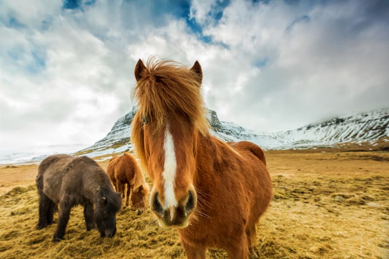 Geography Story: #1 In Iceland, if horses are taken overseas, they can't return back