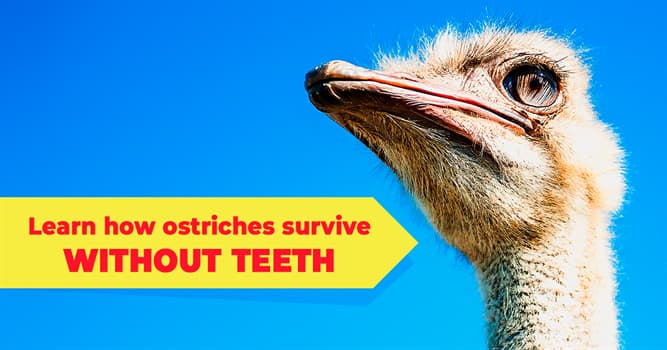 Nature Story: 5 captivating ostrich facts