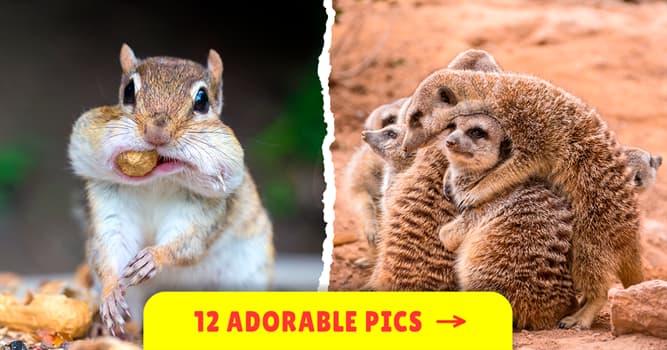 Nature Story: These hilarious animal pictures will crack you up