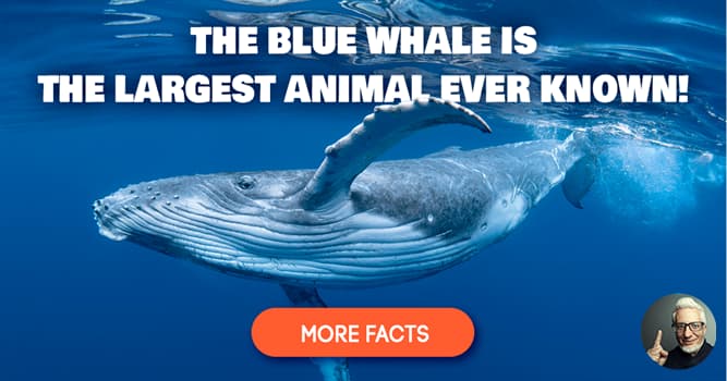 5 unusual animal facts most people don't know | QuizzClub