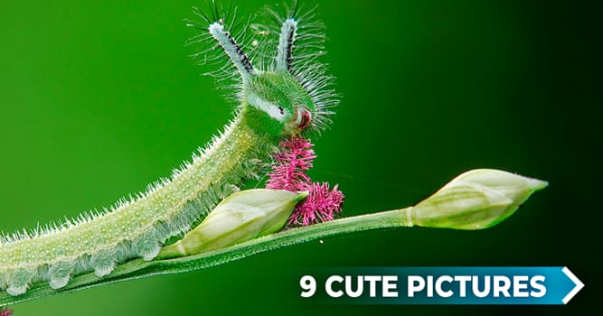 Nature Story: 9 captivating shots of caterpillars
