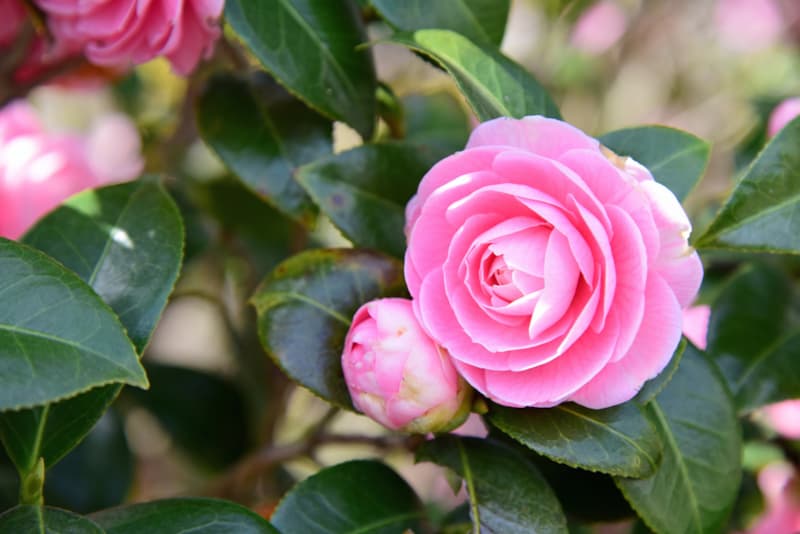 Culture Story: #2 A pink blossoming beauty