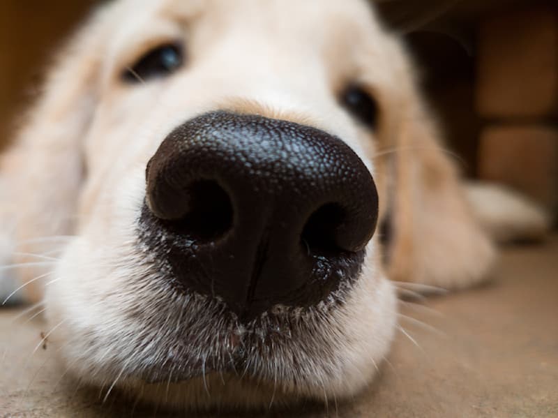 Science Story: #2 Just like human fingerprints, every dog has a distinct nose print