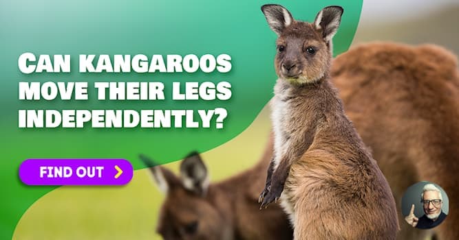 5 fascinating kangaroo facts | QuizzClub