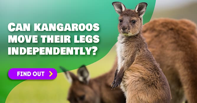 Nature Story: 5 fascinating kangaroo facts