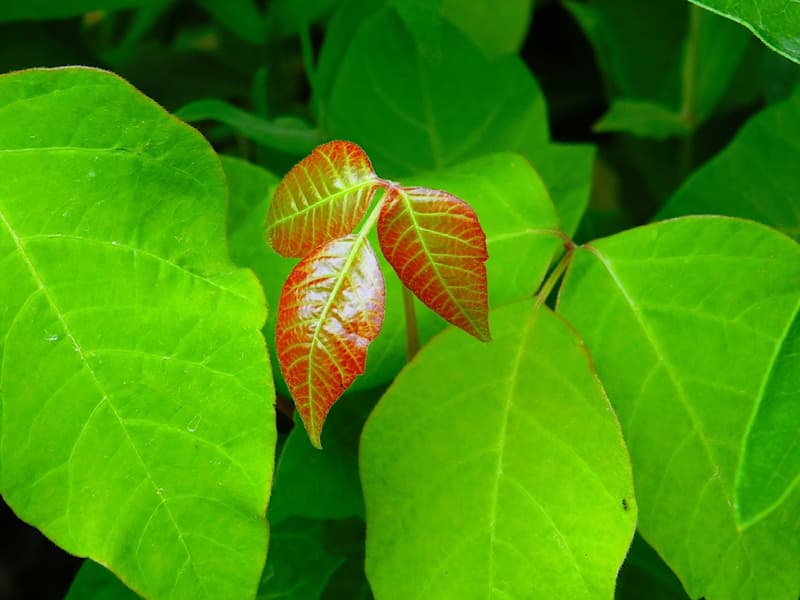 Nature Story: #4  Poison ivy/ blackberry.
