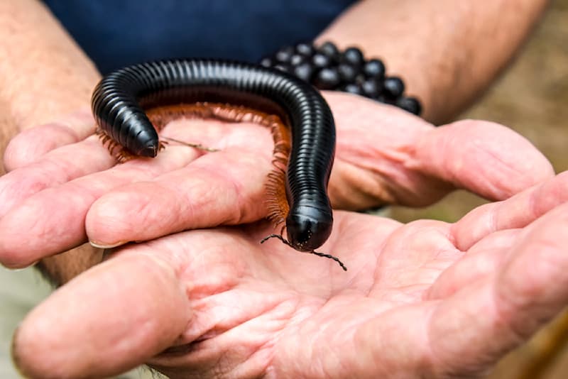 animals Story: #5 Giant African Millipede