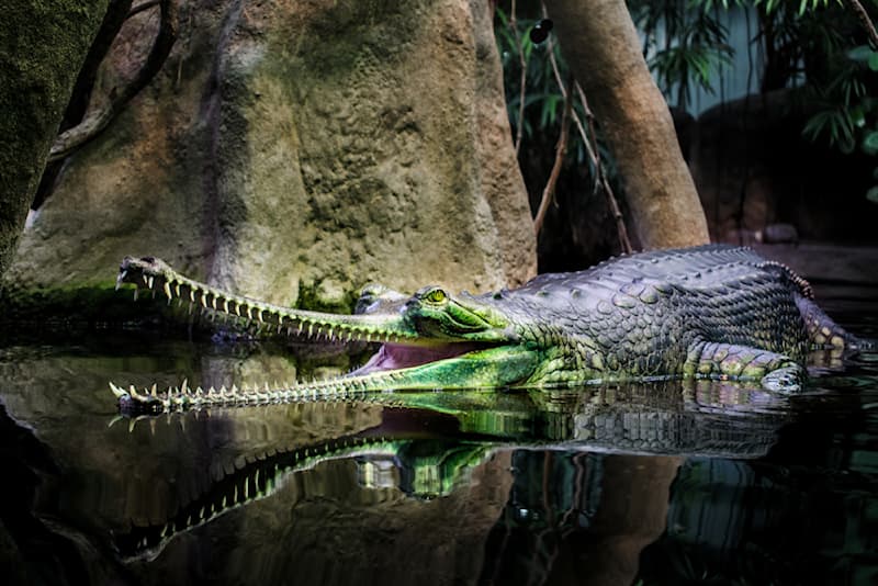 animals Story: Gharial