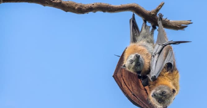 animals Story: Why do bats sleep upside down?