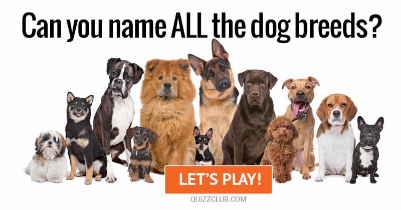 Society Quiz Test: Can You Name ALL The Dog Breeds?