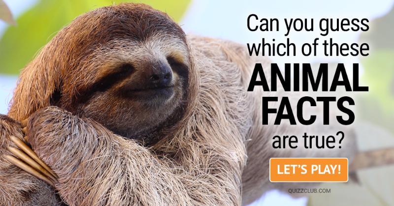 Science Quiz Test: Test: Can you guess which of these animal facts are true?