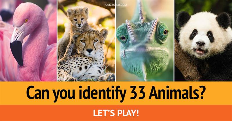 animals Quiz Test: Can You Identify 33 Animals Every Adult Should Know?