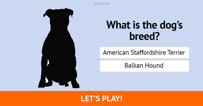 animals Quiz Test: Only 1 In 10 Real Dog Lovers Can Recognize All Of These Dog Breeds