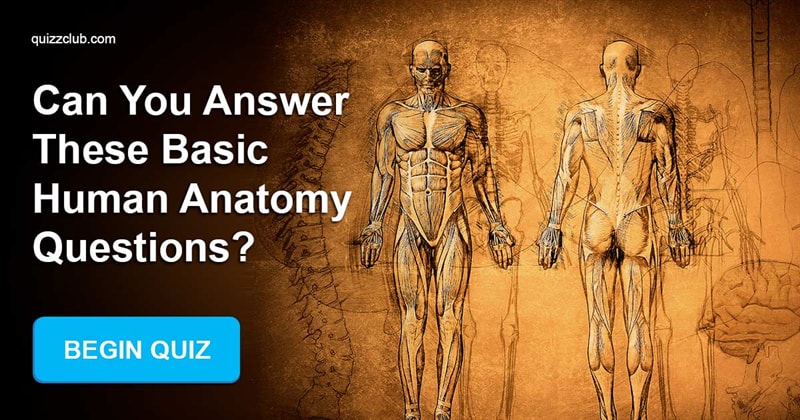 Science Quiz Test: Can You Answer These Basic Human Anatomy Questions?