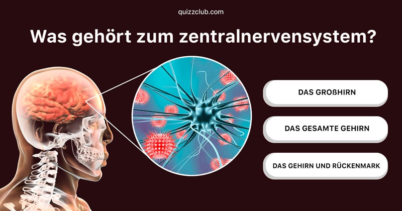 Wissenschaft Quiz-Test: Medizin-Quiz Gehirn und Nervensystem