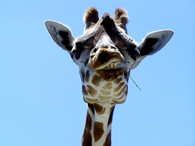 Natur Wissensfrage: Stimmt es, dass eine Giraffe ihre Ohren mit der eigenen Zunge reinigen kann?