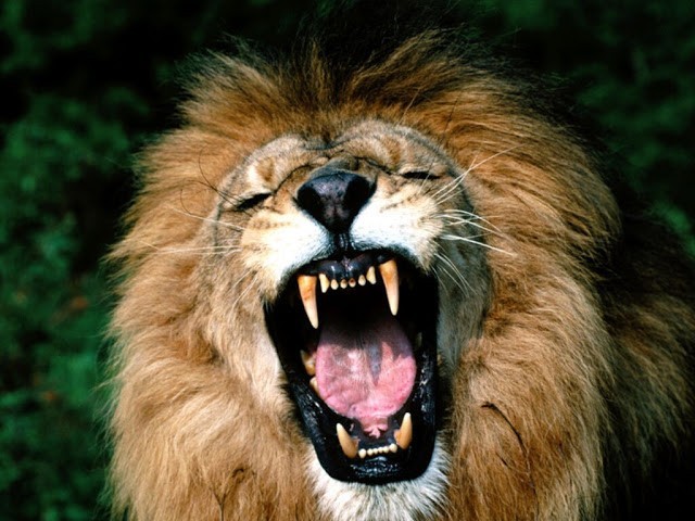 Natur Wissensfrage: Stimmt es, dass man das Brüllen eines Löwen in einer Entfernung von 8 km hören kann?